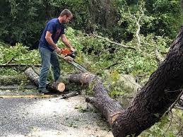 Best Arborist Consultation Services  in Cairo, GA