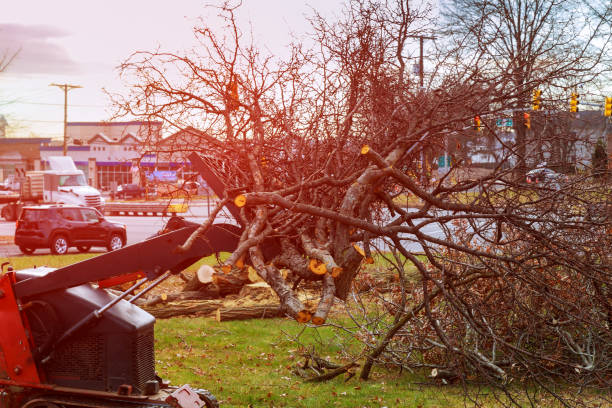 Best Tree Mulching  in Cairo, GA